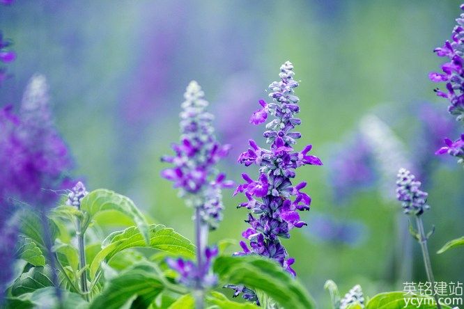 39d58PICvGs4KD5acpVJY_PIC2018.jpg