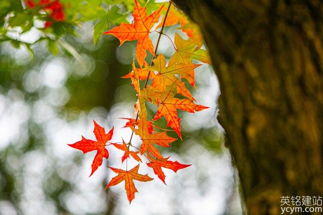 85d58PICWHm2RzAemkGR7_origin_PIC2018.jpg